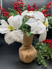 Christmas White Potted Poinsettia